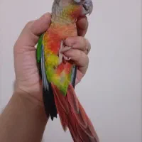 چهارحوجه فول قرمزدستی