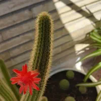 گل طبیعی کاکتوس ۱۲ساله