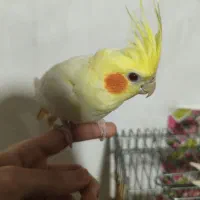 عروس هلندی لوتینو|پرنده|رشت, سلیمانداراب|دیوار