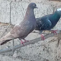 پلاکی مسافتی|پرنده|کهنوج, |دیوار