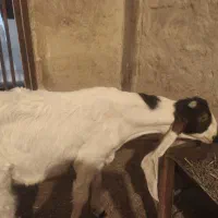 بز گلابی اصل