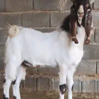 بزوچبش