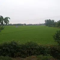 چوب نراد برای کلبه