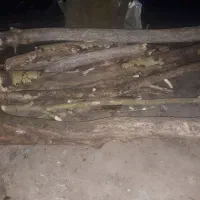 چوب هیزم|حراج|سیاهکل, |دیوار