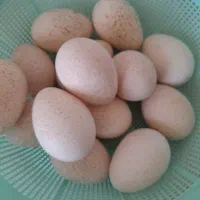 ۱۵ عدد تخم بوقلمون تازه نطفه دار