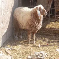 اهواز|حیوانات مزرعه|باوی, |دیوار