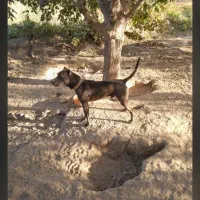 ژمن|سگ|میاندوآب, |دیوار