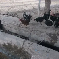 مرغ بومی|حیوانات مزرعه|کاشان, پامنار|دیوار