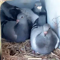 کبوترپلاکی مسافتی زاهدان