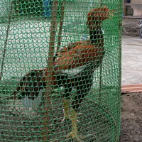 خروس جوجه کش