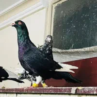 3جنگنده عبلغ سارکاکلی برژیکی|پرنده|مشهد, نوید|دیوار