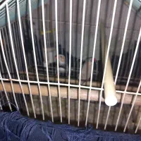 مرغ عشق و فنج|پرنده|خمینیشهر, |دیوار