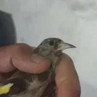 سهره|پرنده|شیراز, شریف‌آباد|دیوار