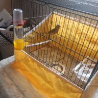 جوجه قناری نر|پرنده|خمینی‌شهر, |دیوار