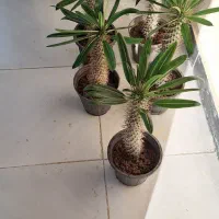 نخل مادگاسکار