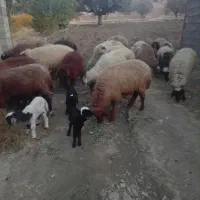 میش بره یا گوسفند|حیوانات مزرعه|شاهیوند, |دیوار