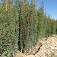 سرو شیراز (اصلی)|خدمات باغبانی و درختکاری|تنکابن, |دیوار