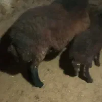 شیشک قوچ دو دندون شاخی بروون....