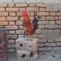 خروس لری اصل