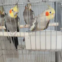 عروس هلندی نر ماده سخنگو