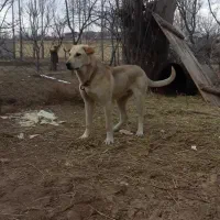 توله سگ عراقی