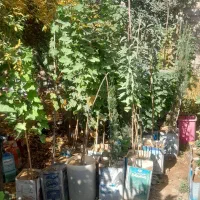 فروش نهال های مختلف