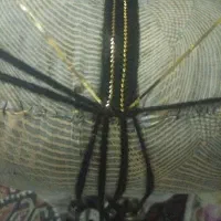 ودو  خوسی