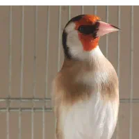 سهره مست