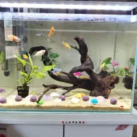 آکواریوم گیاهی پلنت با میز