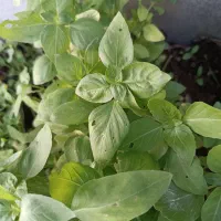 بذر یونجه.کاه یونجه