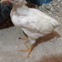 جوجه گوشتی سالم بزرگ بشرط