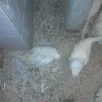 جوجه مرغ