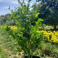 فروش یاس هلندی گلدان ۱۰