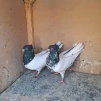 جفت کله سیاه و دو جوانه کاکلی|پرنده|فردوس (خراسان), |دیوار