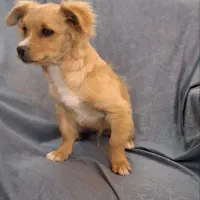 سگ پامر|سگ|مشهد, نیروی هوایی|دیوار