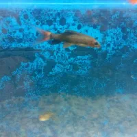 ماهی شارک|ماهی|سبزوار, جنت|دیوار