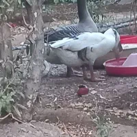 قاز اردک خروس|حیوانات مزرعه|پاکدشت, پاکدشت (مامازند)|دیوار