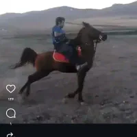 کره اسب نریان کرد چکی