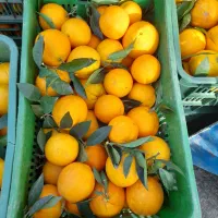 پرتقال تامسون برگ چین|خوردنی و آشامیدنی|نشتارود, |دیوار