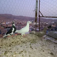 کبوتر