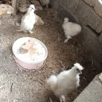 مرغ و خروس ابریشمی کوپال 5 ماهه