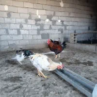 5عدد خروس درجه یک|حیوانات مزرعه|جوانرود, |دیوار