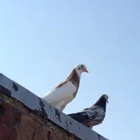 کفتر پرشی