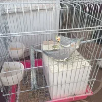 عروس سینامون مولد.|پرنده|کرمان, |دیوار