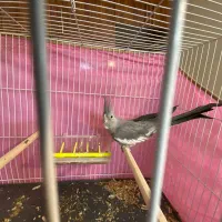 جفت عروس هلندی وایت فیس و قفس و پایه و لوازم|پرنده|مشهد, یوسفیه (شهرک غرب)|دیوار