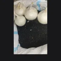 بذر پیاز سفید