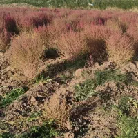 جارو|عمده‌فروشی|اسدآباد, |دیوار