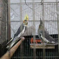 عروس هلندی