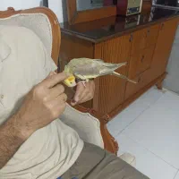 عروس هلندی ماده