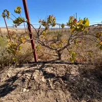 نهال انگور ۴ ساله کشمشی بیدانه